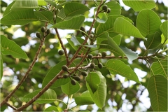 Ficus beddomei